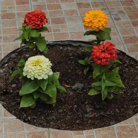 Bed & Breakfast Verzavò Cetraro