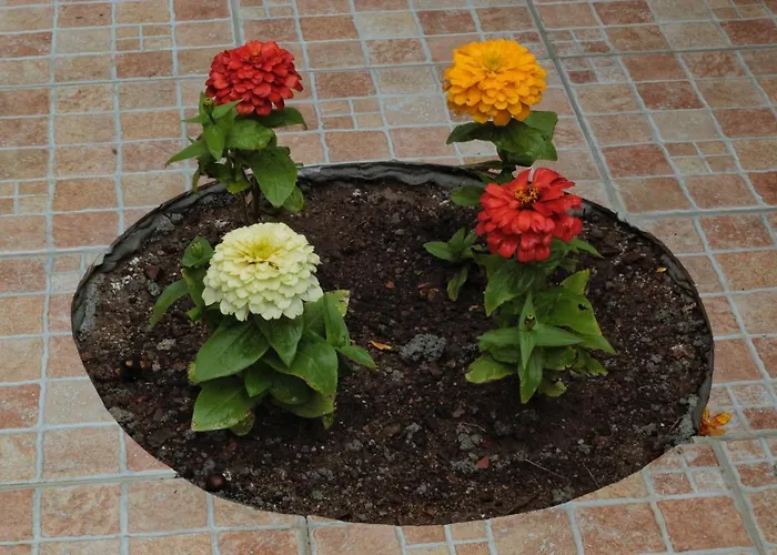 住宿加早餐酒店 Verzavo 切特拉罗